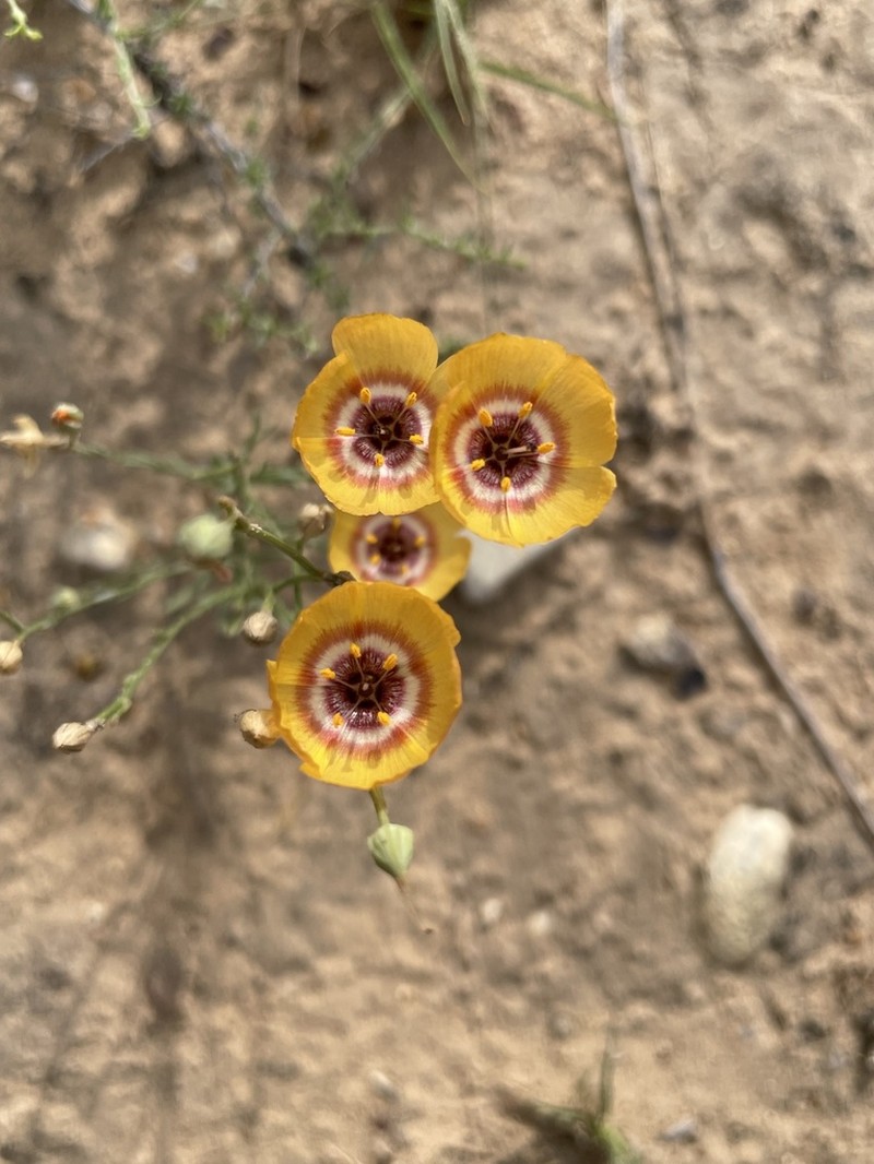 Laredo Flax photo 6