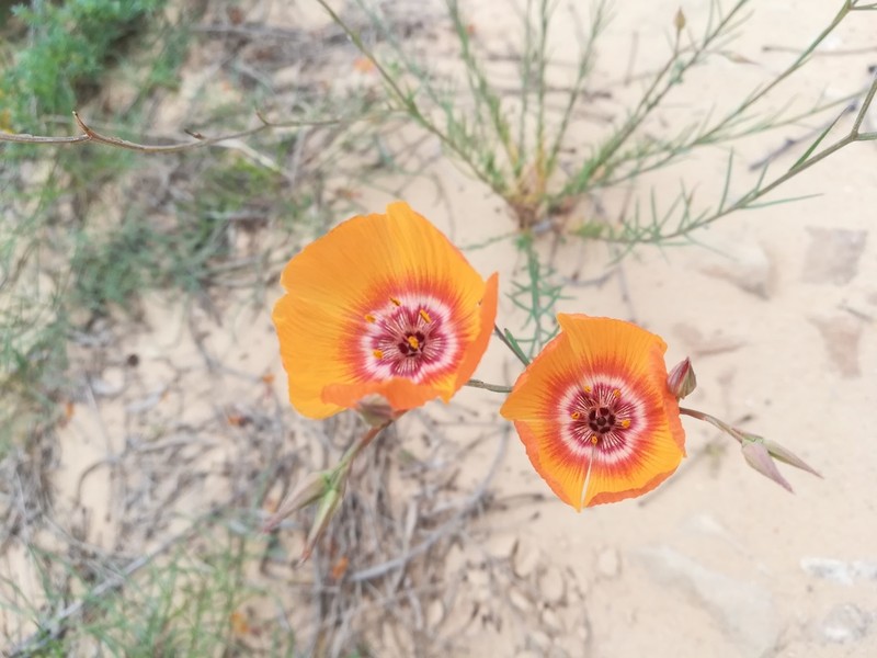 Laredo Flax photo 7