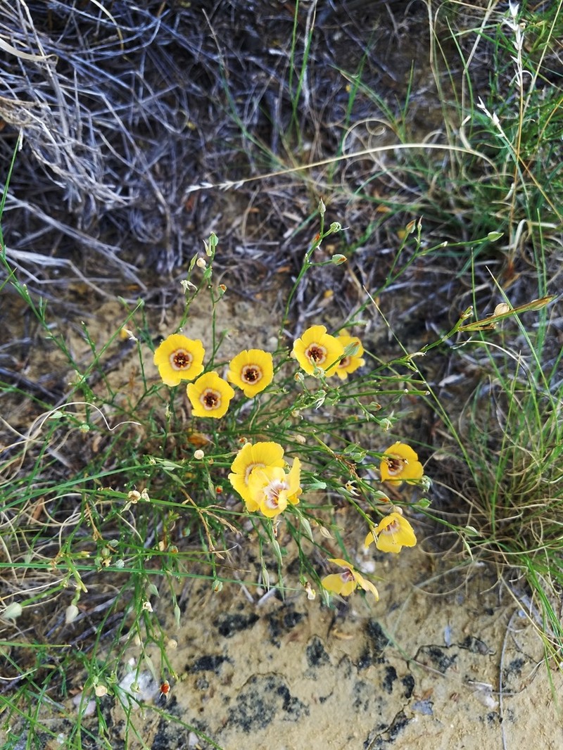 Laredo Flax photo 8