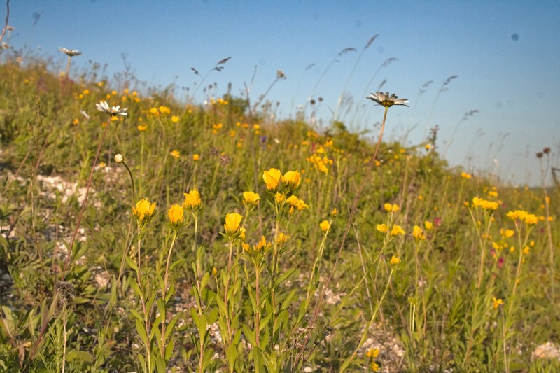 Linum flavum subsp. flavum
