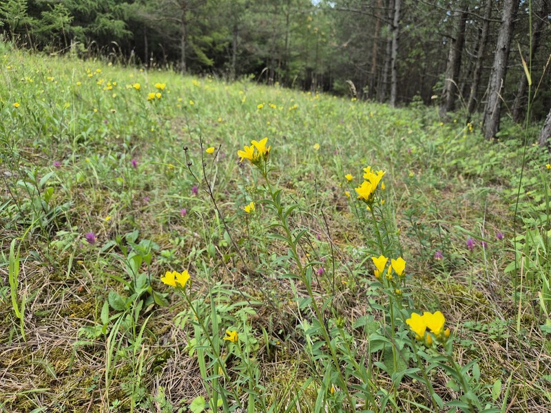 Linum flavum subsp. flavum photo 2