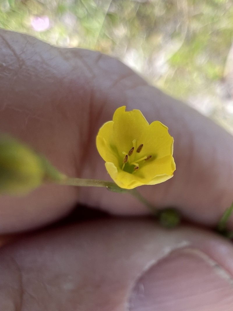 Florida Yellow Flax photo 2