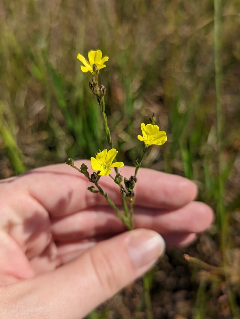 Florida Yellow Flax photo 3