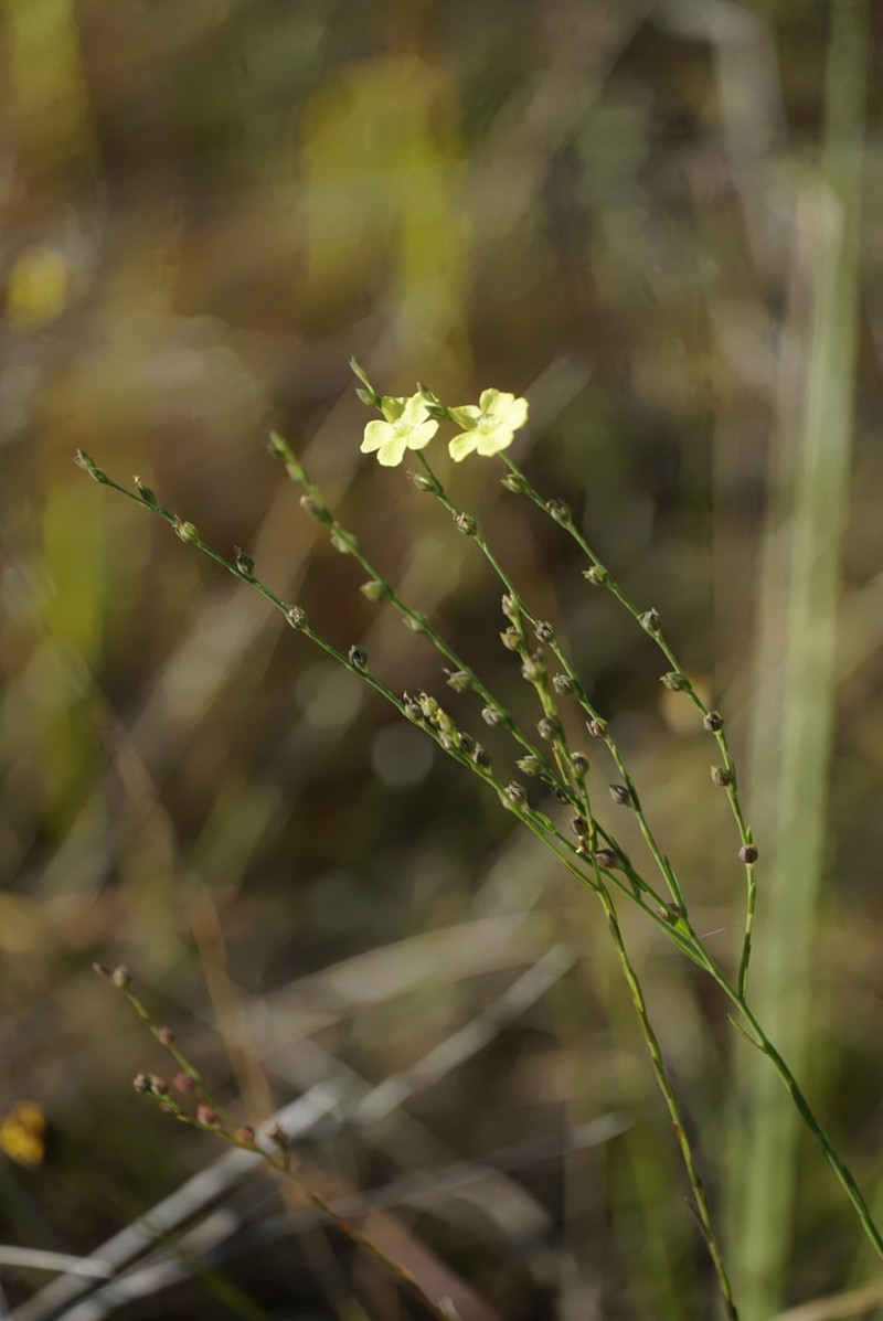 Florida Yellow Flax photo 4