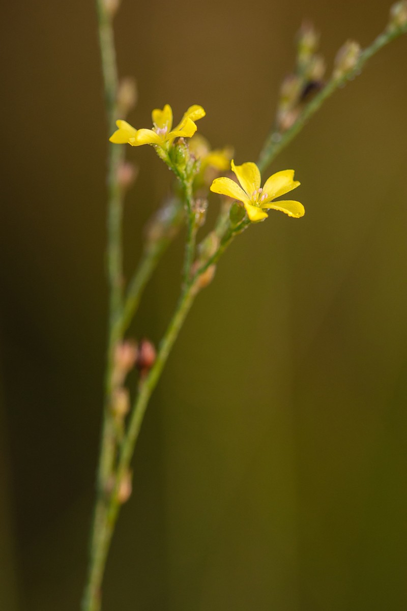 Florida Yellow Flax photo 5