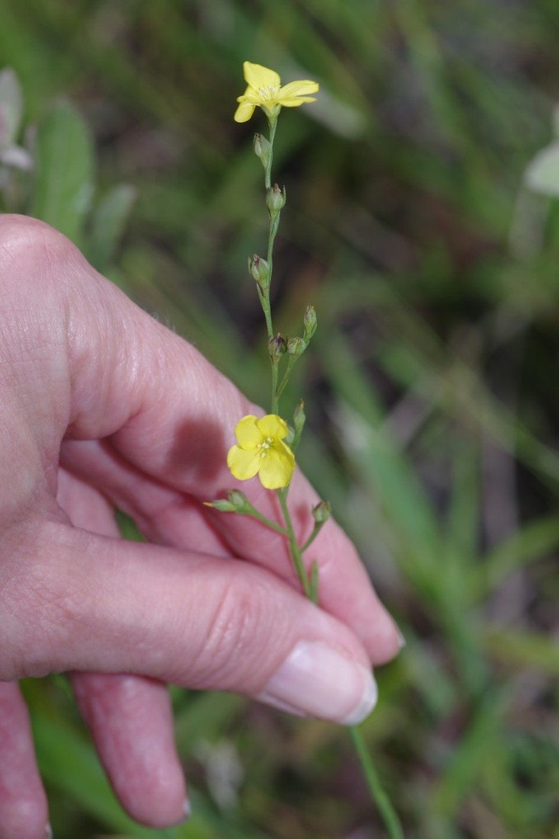 Florida Yellow Flax photo 6
