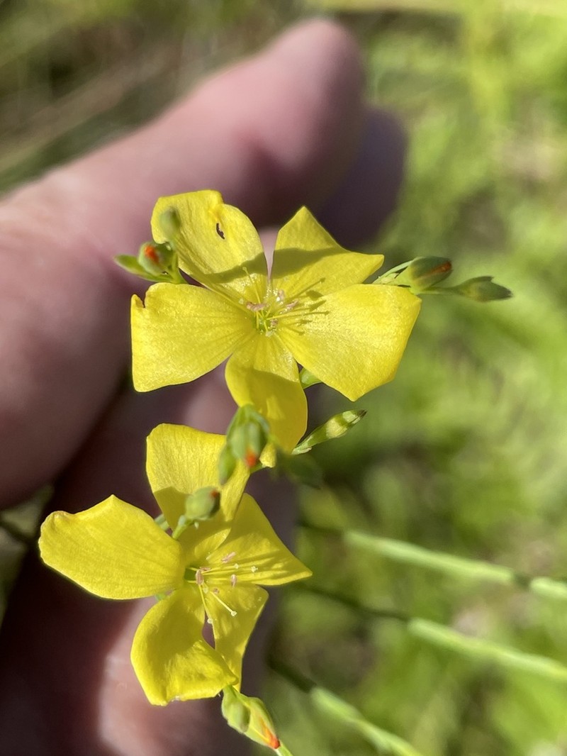 Florida Yellow Flax photo 7