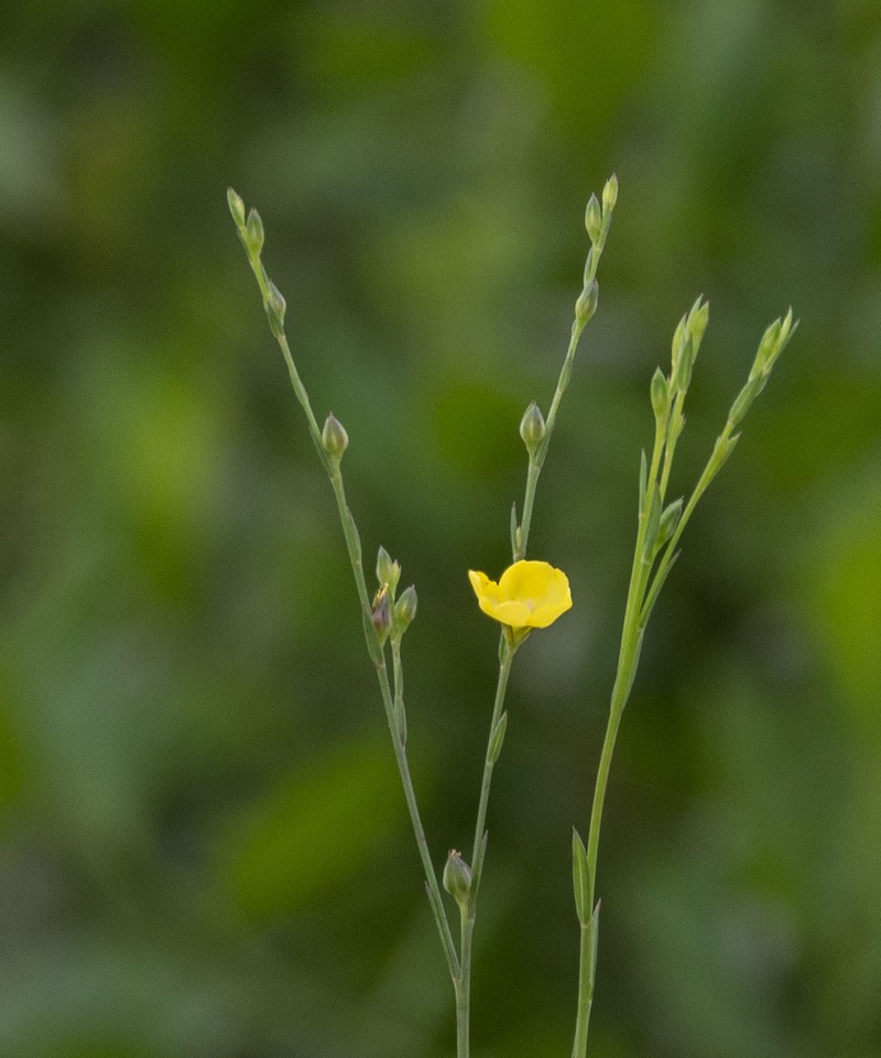 Florida Yellow Flax photo 8