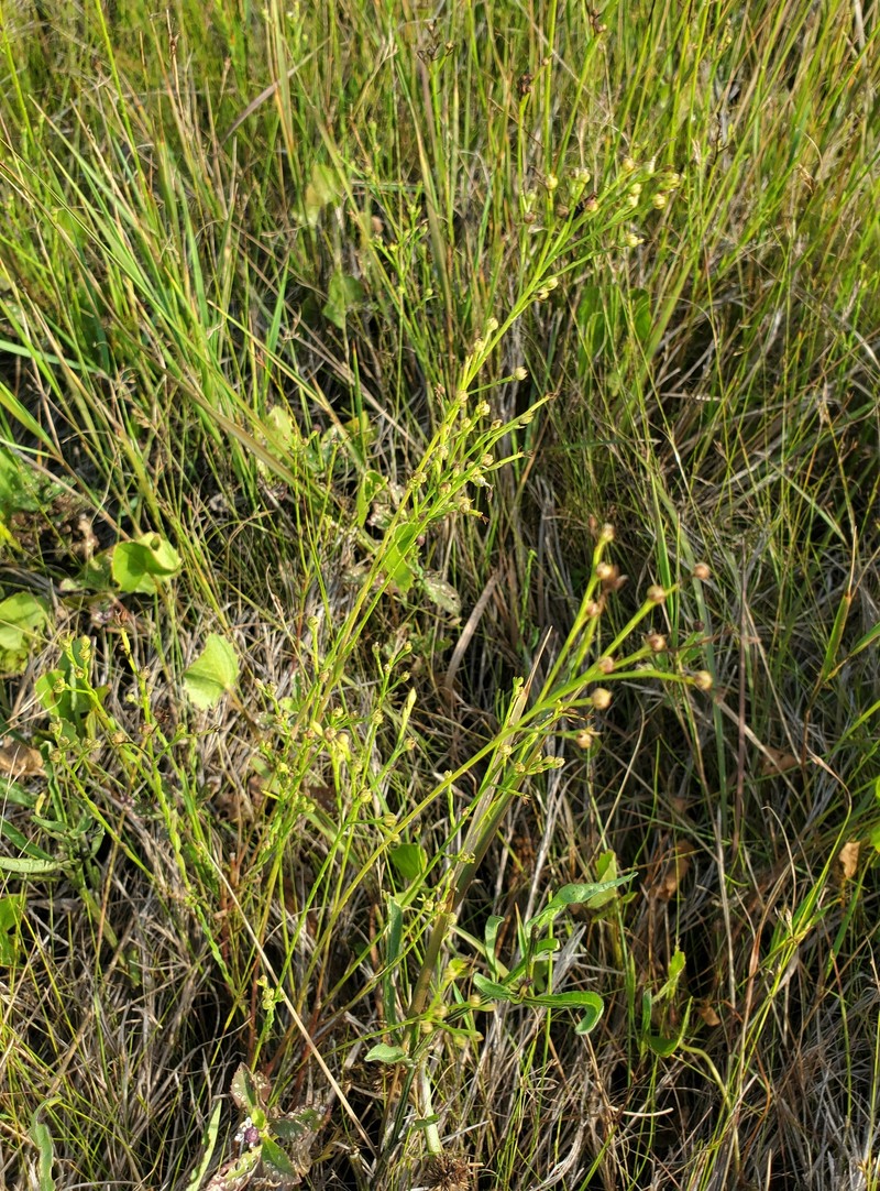 Linum floridanum var. chrysocarpum