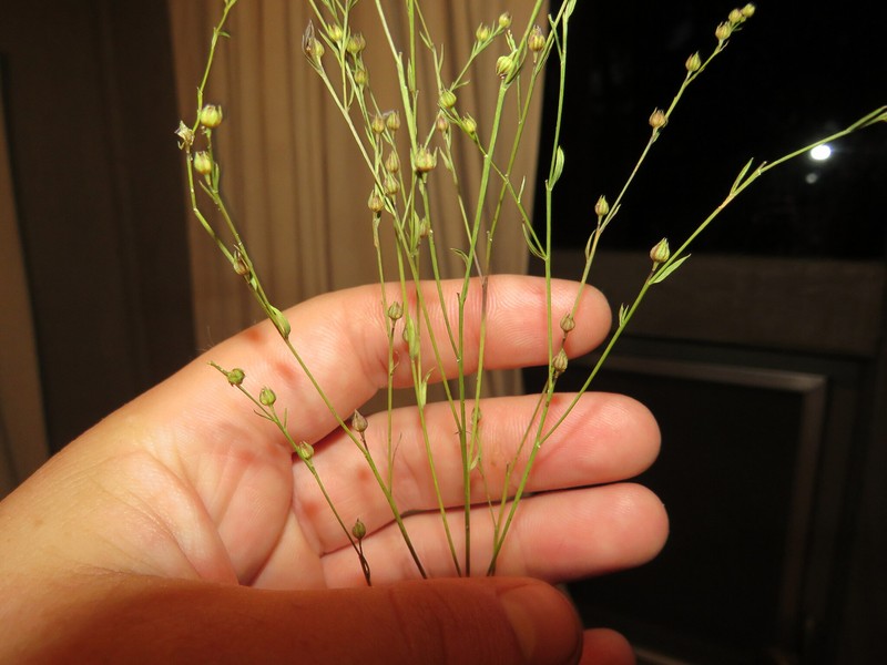 Linum floridanum var. chrysocarpum photo 2