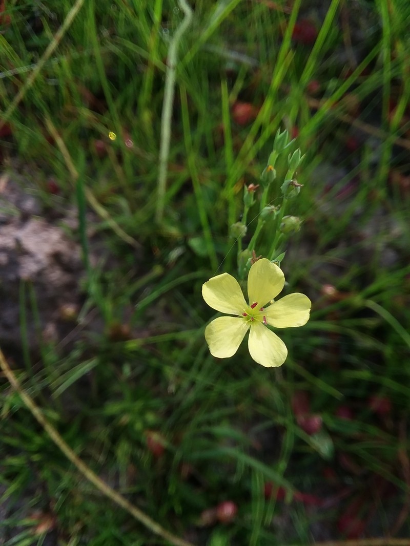 Linum floridanum var. chrysocarpum photo 3