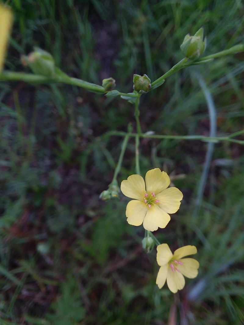 Linum floridanum var. chrysocarpum photo 4