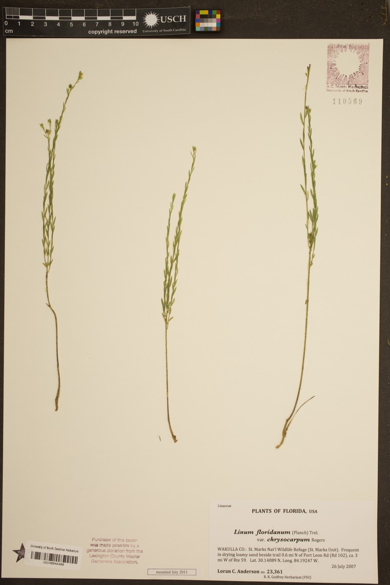 Linum floridanum var. chrysocarpum photo 5