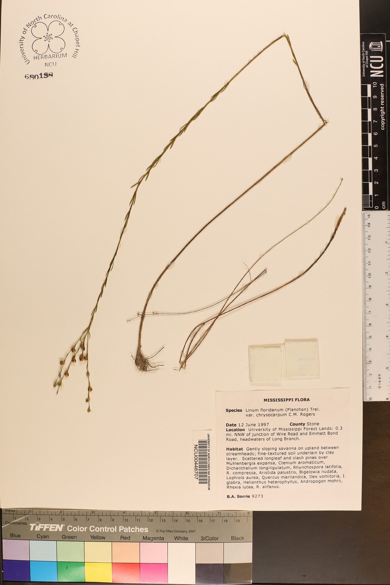 Linum floridanum var. chrysocarpum photo 6