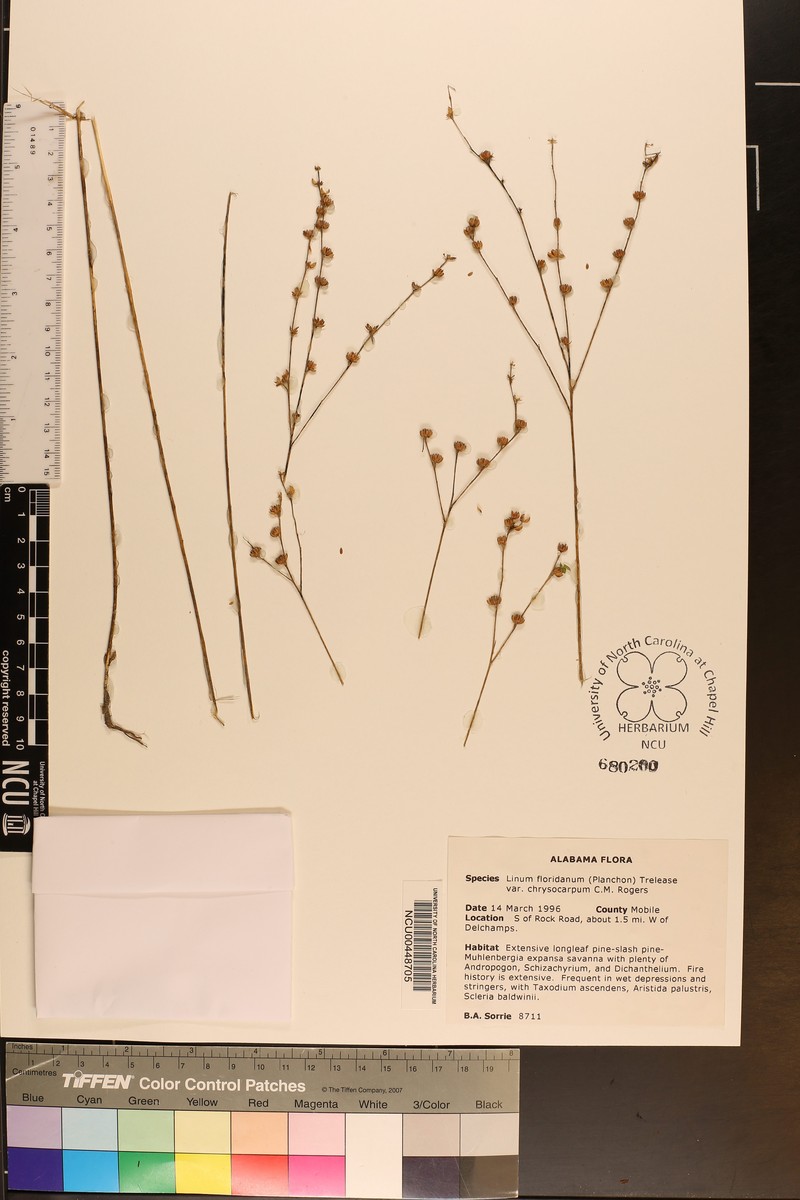 Linum floridanum var. chrysocarpum photo 7