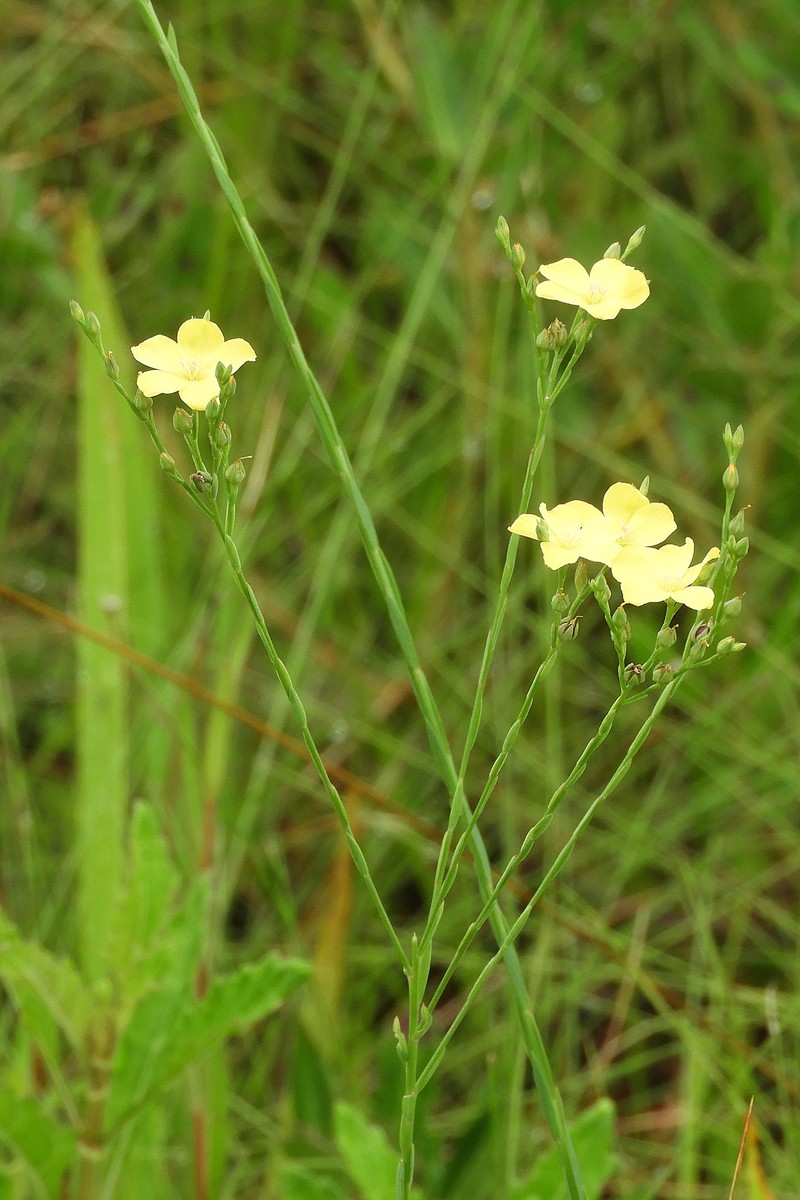Linum floridanum var. floridanum