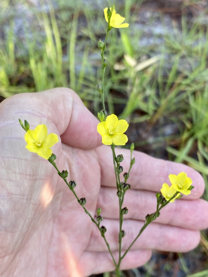 Linum floridanum var. floridanum photo 2