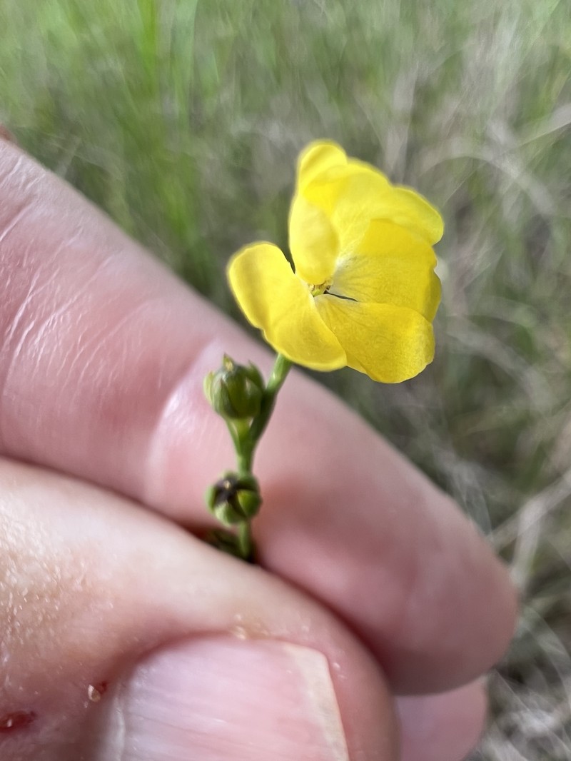Linum floridanum var. floridanum photo 3