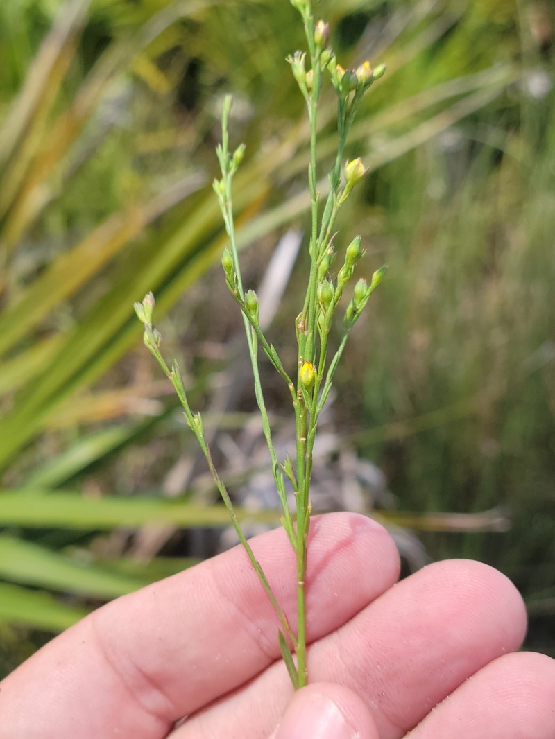 Linum floridanum var. floridanum photo 4