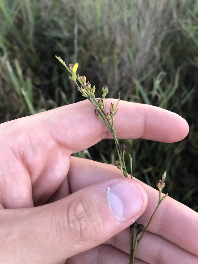 Linum floridanum var. floridanum photo 5