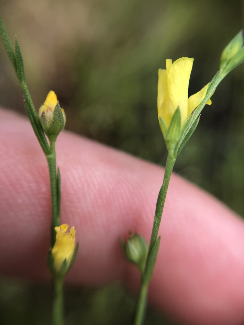 Linum floridanum var. floridanum photo 6