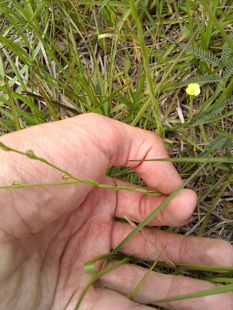 Linum floridanum var. floridanum photo 7