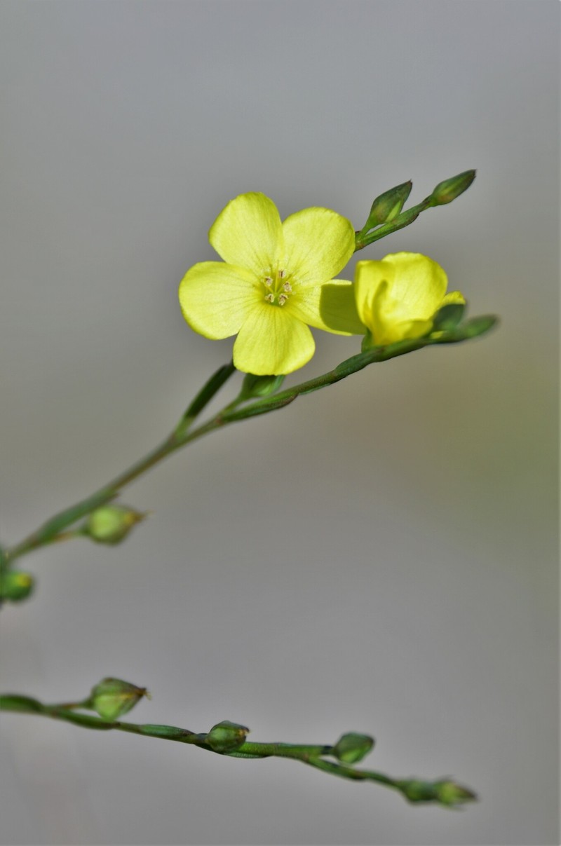Linum floridanum var. floridanum photo 8
