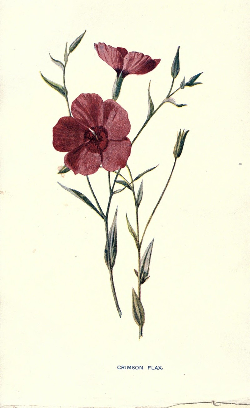 Flowering Flax