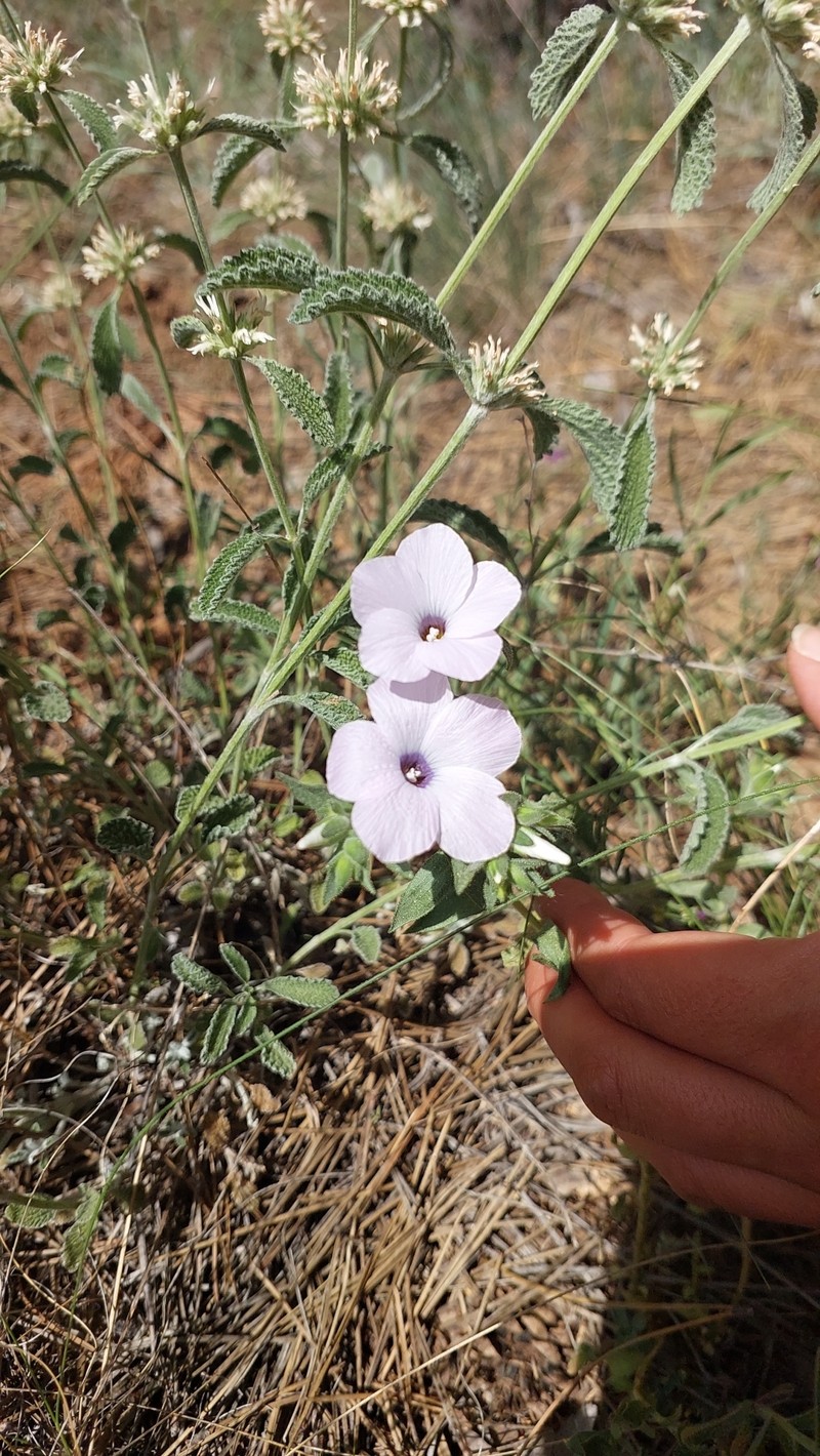 Linum hirsutum subsp. anatolicum