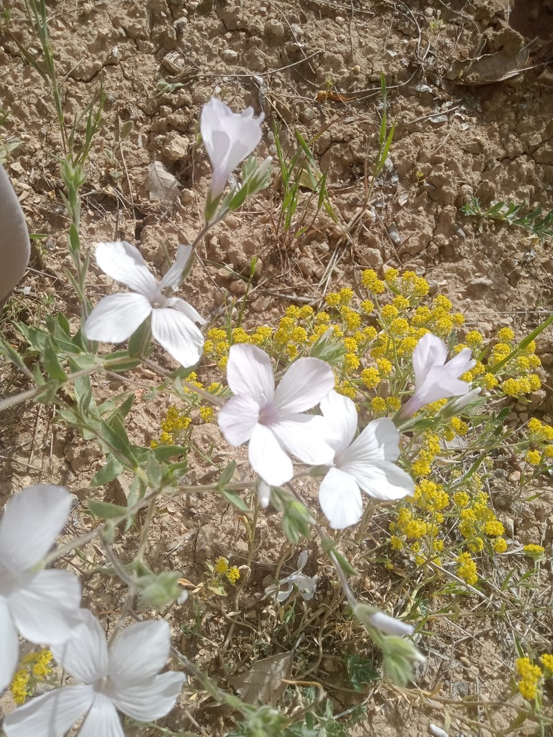 Linum hirsutum subsp. anatolicum photo 2