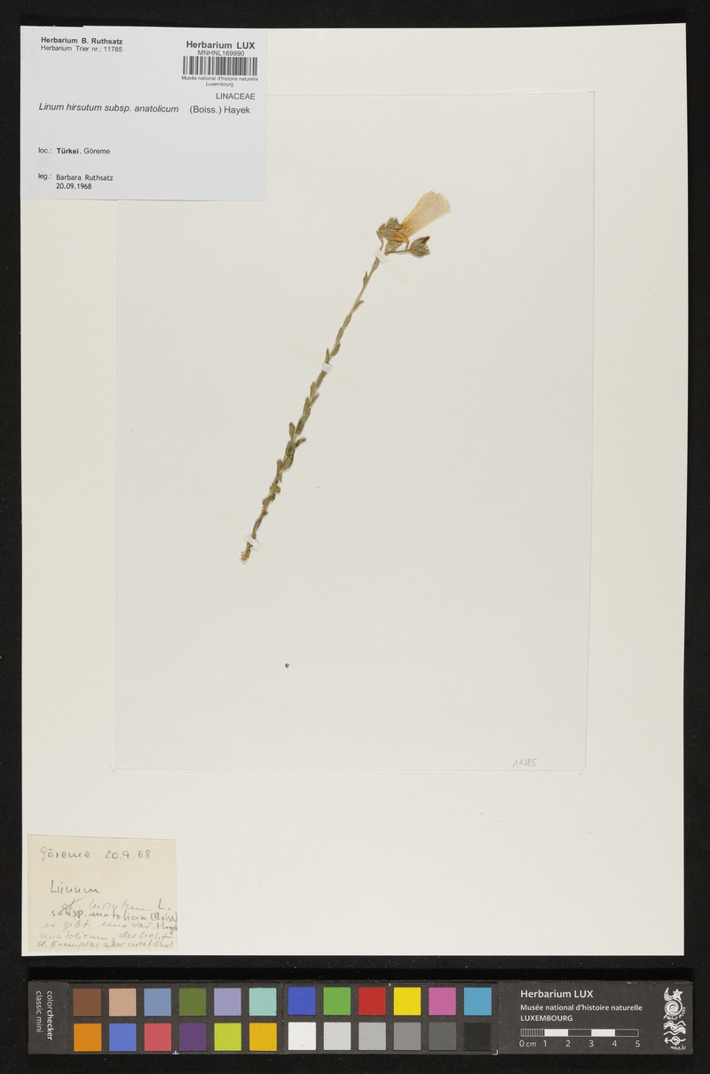 Linum hirsutum subsp. anatolicum photo 3