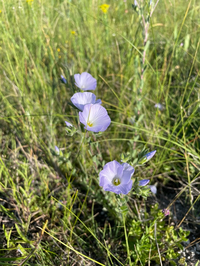Linum hirsutum subsp. hirsutum