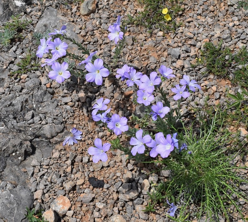 Linum hirsutum subsp. hirsutum photo 2