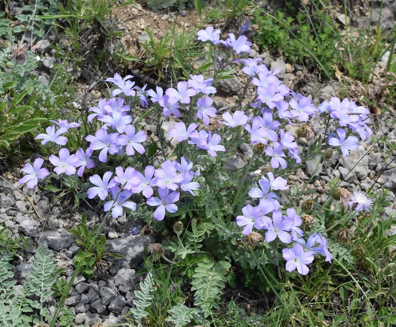 Linum hirsutum subsp. hirsutum photo 3