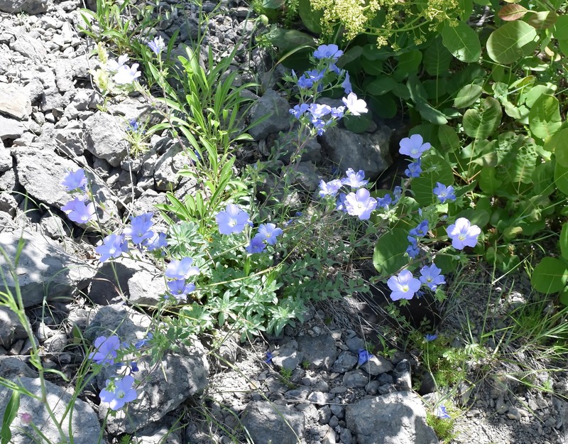Linum hirsutum subsp. hirsutum photo 4