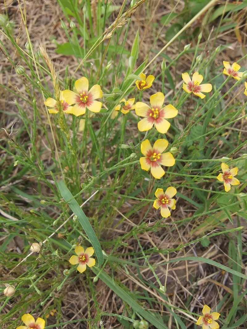Texas Flax