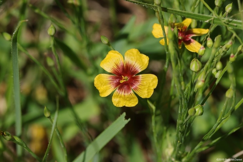 Texas Flax photo 2