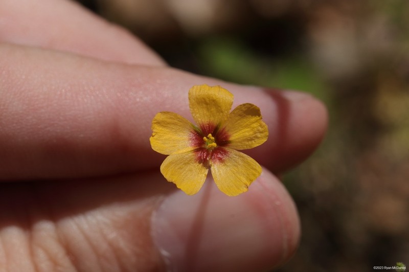 Texas Flax photo 3