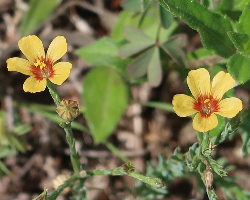 Texas Flax photo 4
