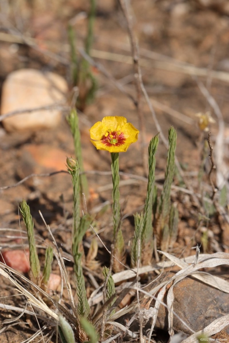 Texas Flax photo 5