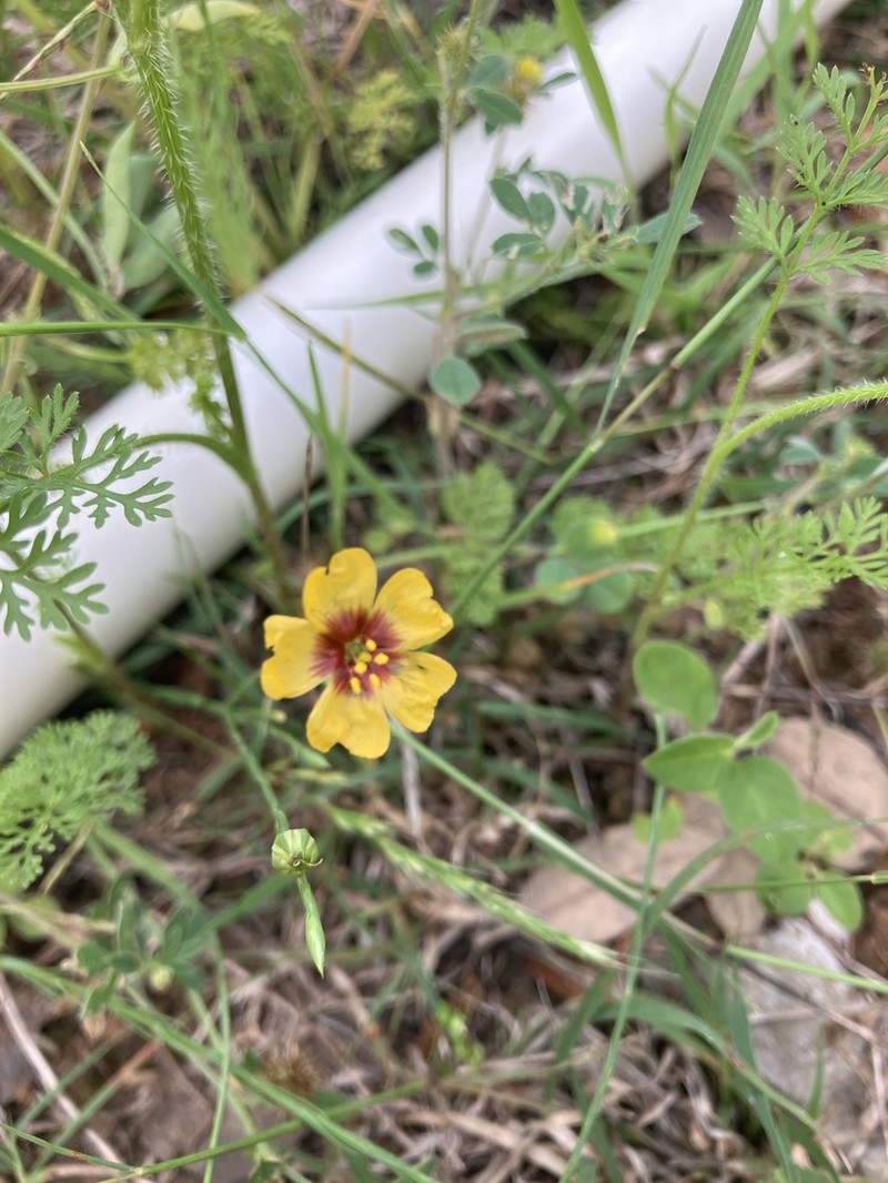 Texas Flax photo 6