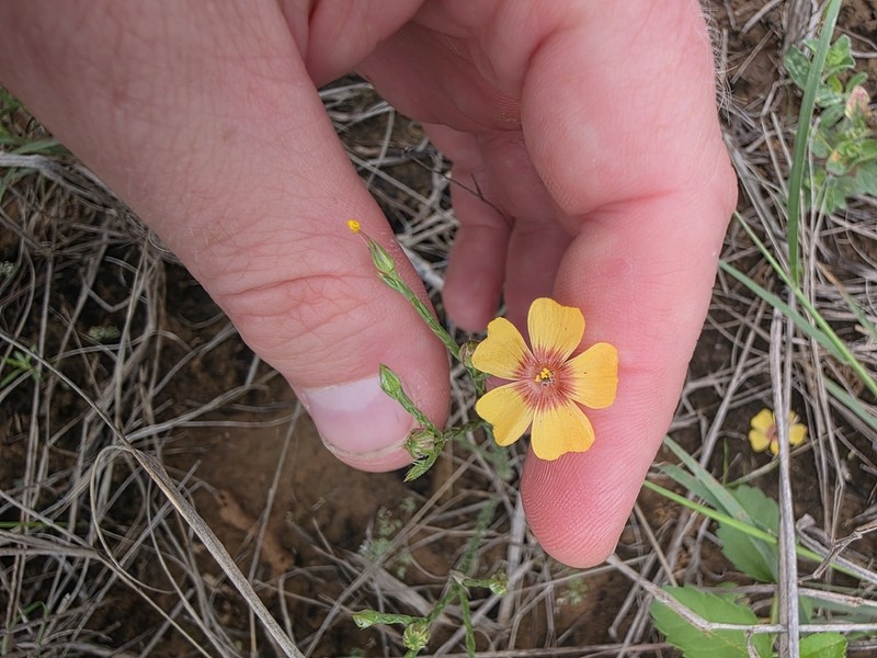 Texas Flax photo 7