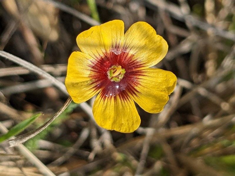 Texas Flax photo 8