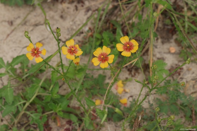 Tufted Flax