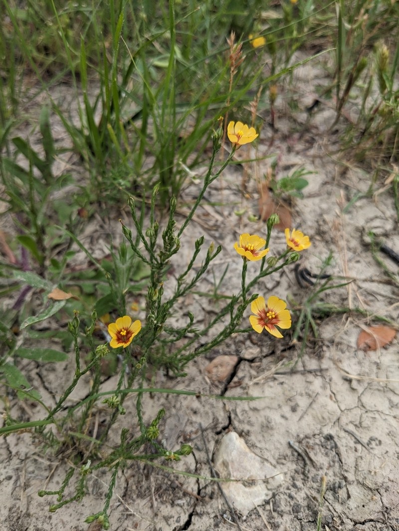 Tufted Flax photo 2