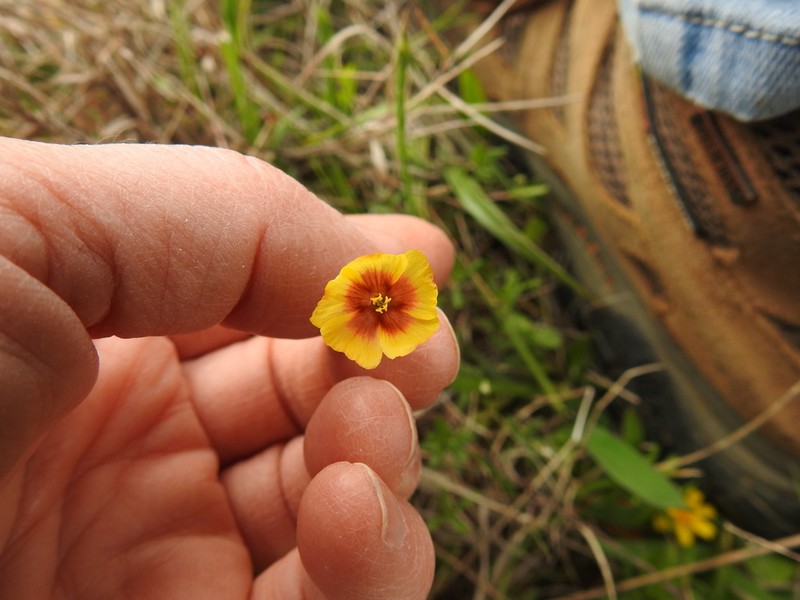 Tufted Flax photo 3