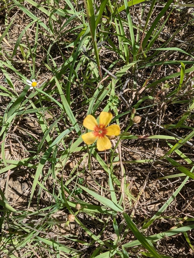Tufted Flax photo 4