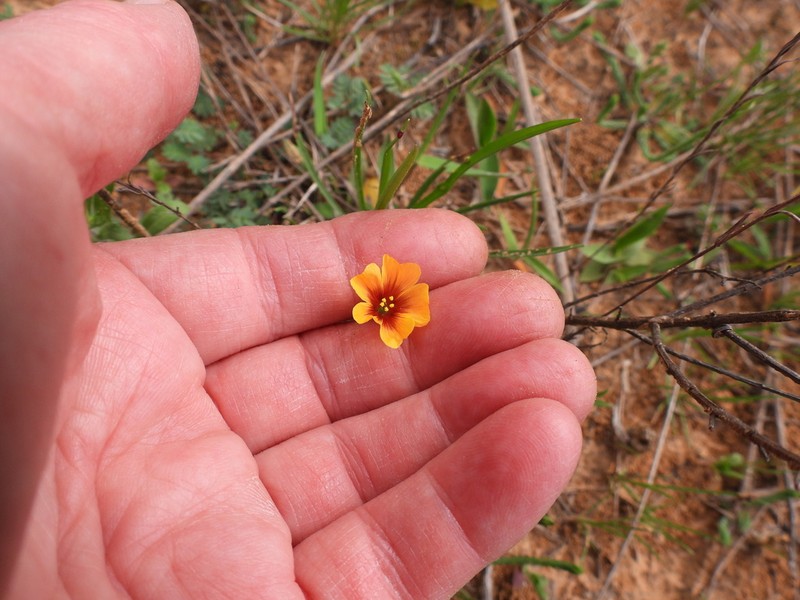 Tufted Flax photo 5