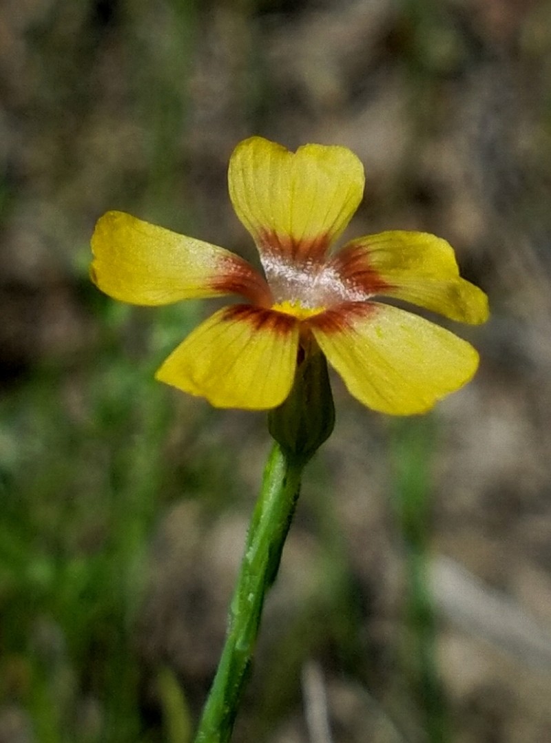 Tufted Flax photo 6