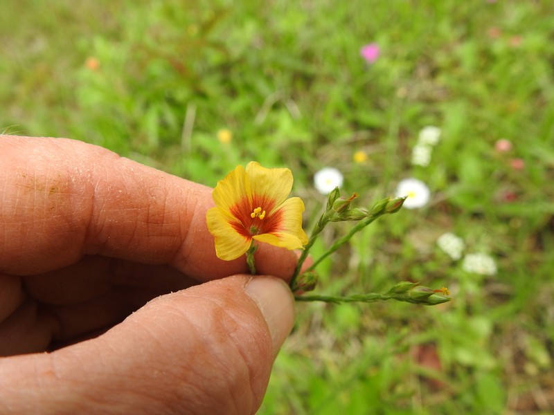 Tufted Flax photo 7